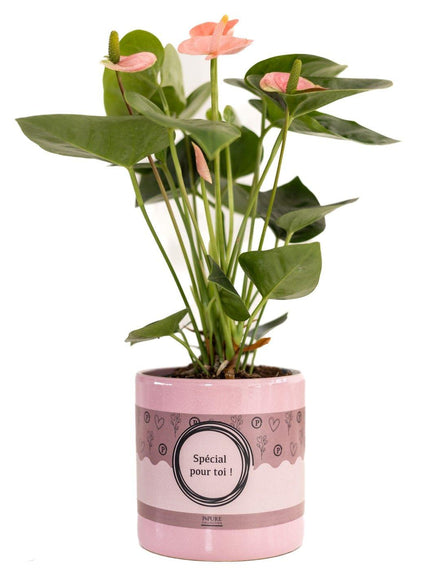 Anthurium Pink (Spirit) In P&PURE "SPECIAL POUR TOI" Packaging - Ø12cm - ↕45cm