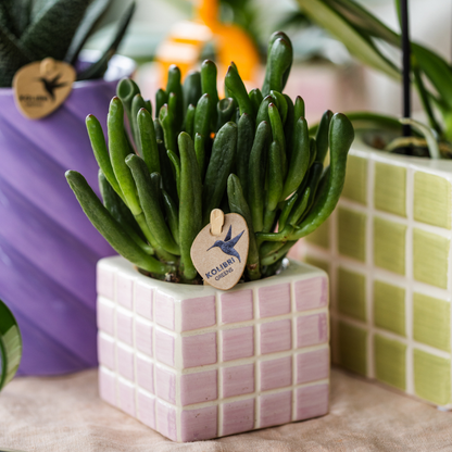 Kolibri Greens | Groene plant - Succulent Crassula Hobbit potmaat Ø6cm | groene kamerplant - vers van de kweker
