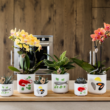 Kolibri-Orchideen | Gelbe Phalaenopsis-Orchidee – Lima – Topfgröße Ø 9 cm | Blühende Zimmerpflanze – frisch vom Züchter