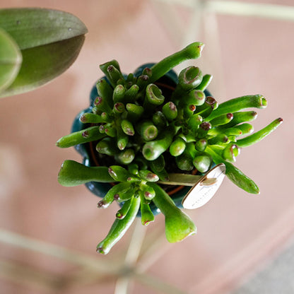 Kolibri Greens | Groene plant - Succulent Crassula Hobbit potmaat Ø6cm | groene kamerplant - vers van de kweker