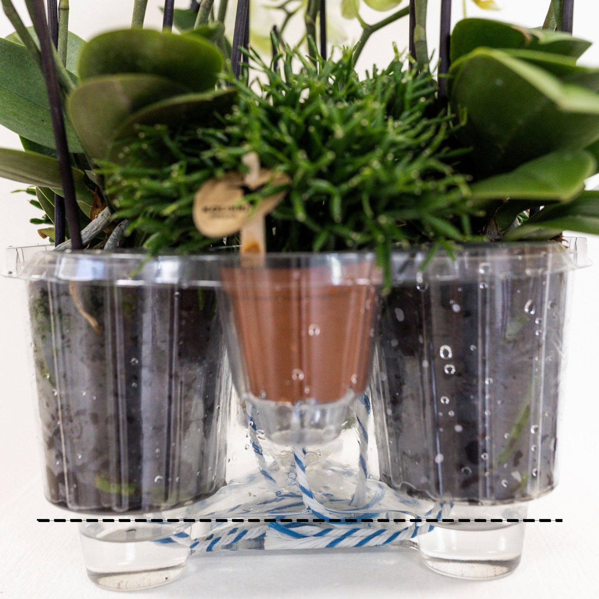 oranje orchideeën plantenset met waterreservoir in transparante pot met watergeefsysteem