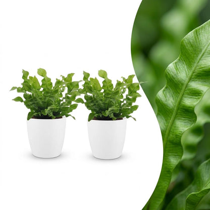 Green boutiQ - Asplenium Crispy Wave - Asplenium Crispy Wave - 2 Planten - met Potter Wit - Pot 12cm - Hoogte - 30cm