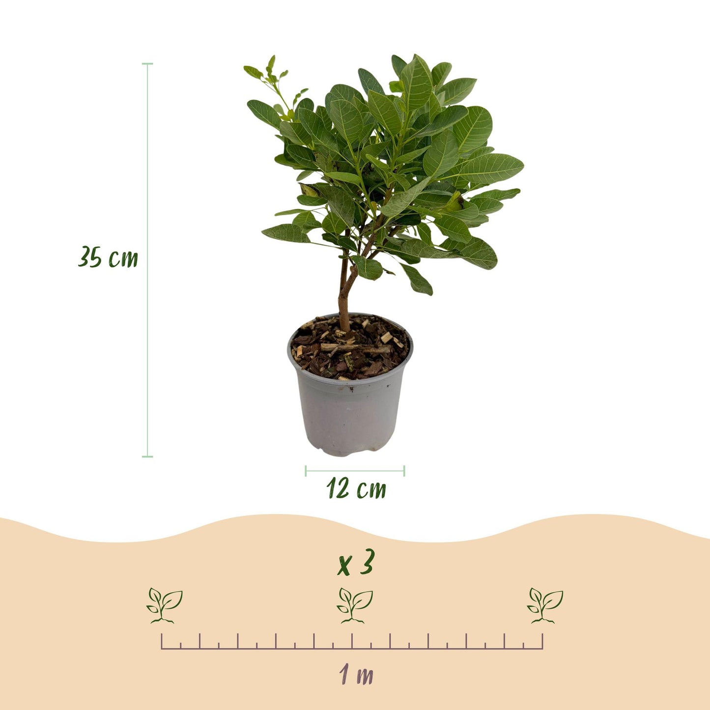 Green boutiQ - Tuinplant - Cotinus coggyria Young Lady - Groen 1 Plant - Bladverliezend - Weinig Onderhoud - Pot 12cm Hoogte 35cm
