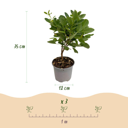 Green boutiQ - Tuinplant - Cotinus coggyria Young Lady - Groen 1 Plant - Bladverliezend - Weinig Onderhoud - Pot 12cm Hoogte 35cm