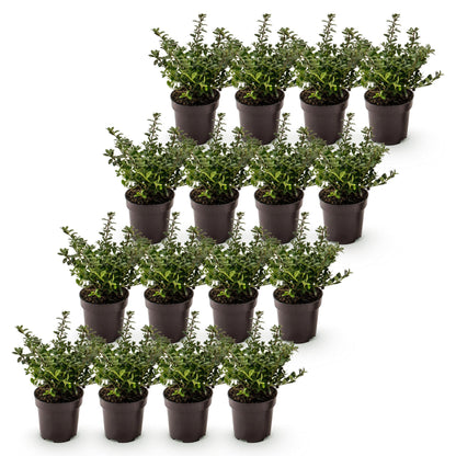 Green boutiQ - 16x Ilex crenata Stokes - Japanse Hulst - Haagplanten - Groenblijvend - Groen - Pot 9cm - Hoogte 20-30cm
