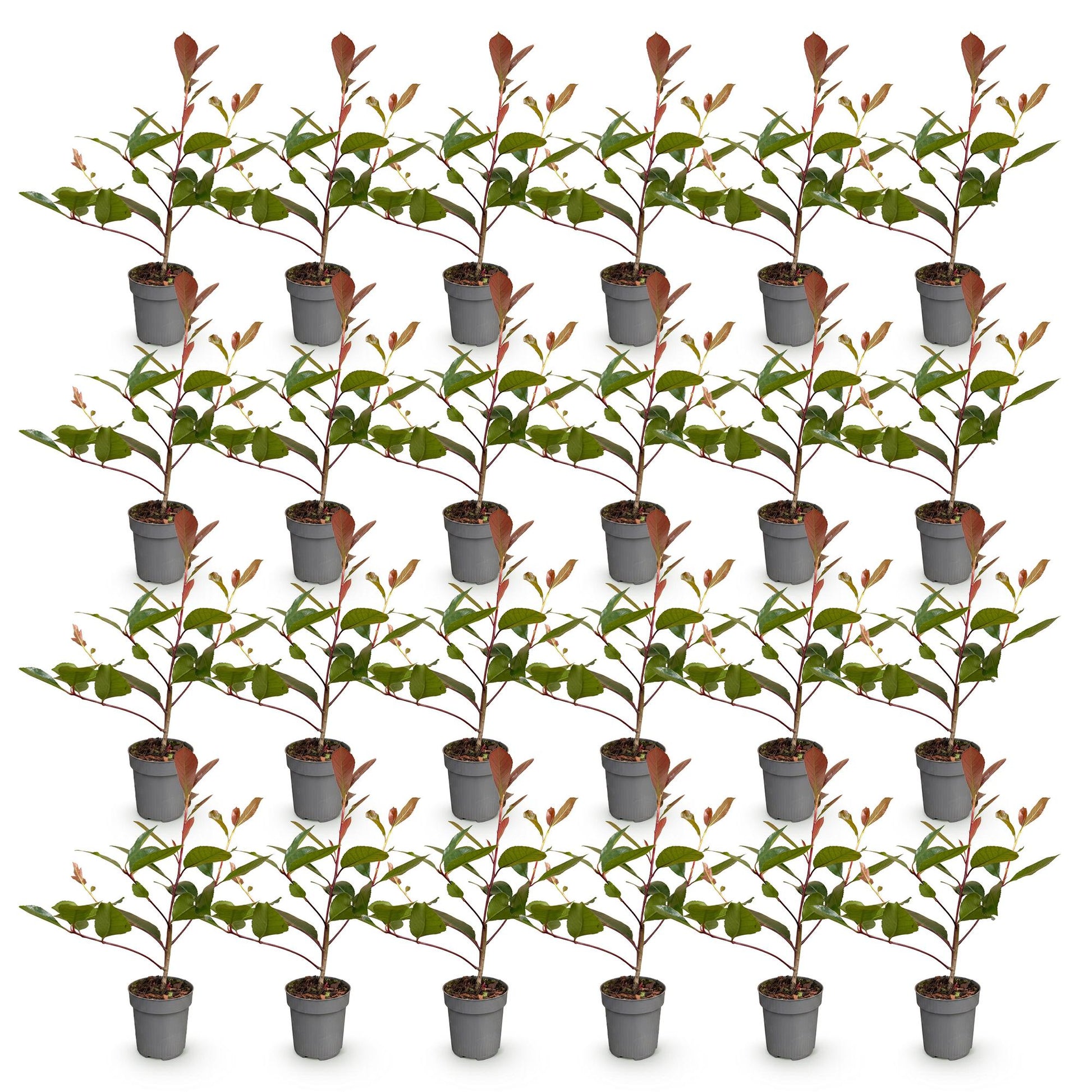 Photinia fraseri Red Robin haagplanten in potten, met glanzende rode en donkergroene bladeren, ideaal voor hagen.