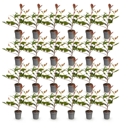Photinia fraseri Red Robin haagplanten in potten, met glanzende rode en donkergroene bladeren, ideaal voor hagen.