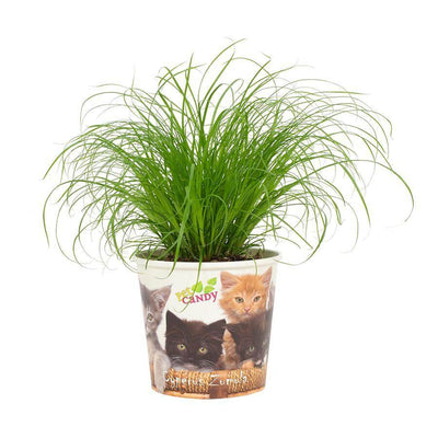 Cyperus Zumula 12cm - Cup Pet Candy Cat - Ø12cm - ↕23cm