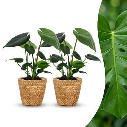 Green boutiQ - Monstera Deliciosa - Gatenplant - 2 Planten - met Zeegras Mand - Pot 12cm - Hoogte 30cm