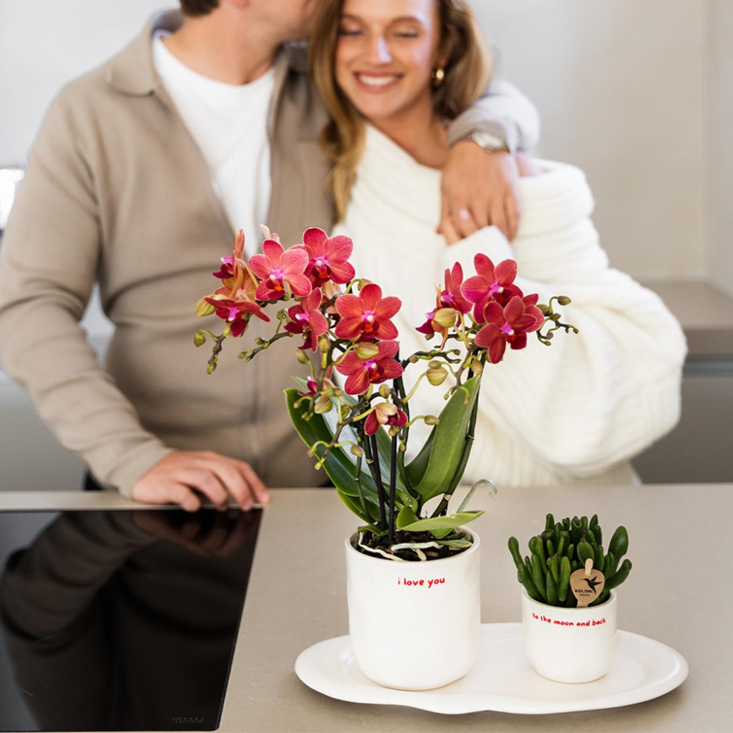 Kolibri-Orchideen | Rote Phalaenopsis-Orchidee, Topfgröße Ø 9 cm | Kongo | Blühende Zimmerpflanze – frisch vom Züchter