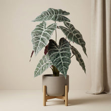 Alocasia bush in pot 40 cm - Kunstplant - Artificial plant