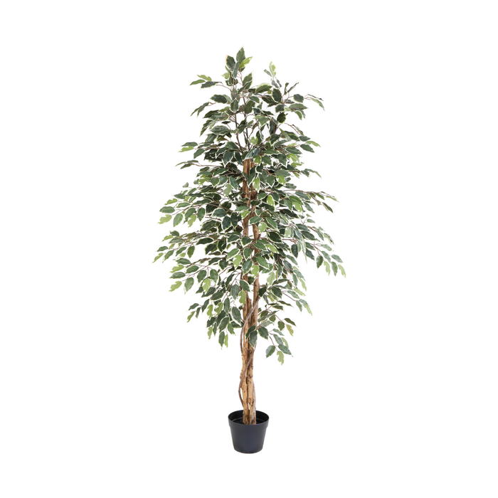 ARTIFICIAL Ficus benjamina variegata - 160cm
