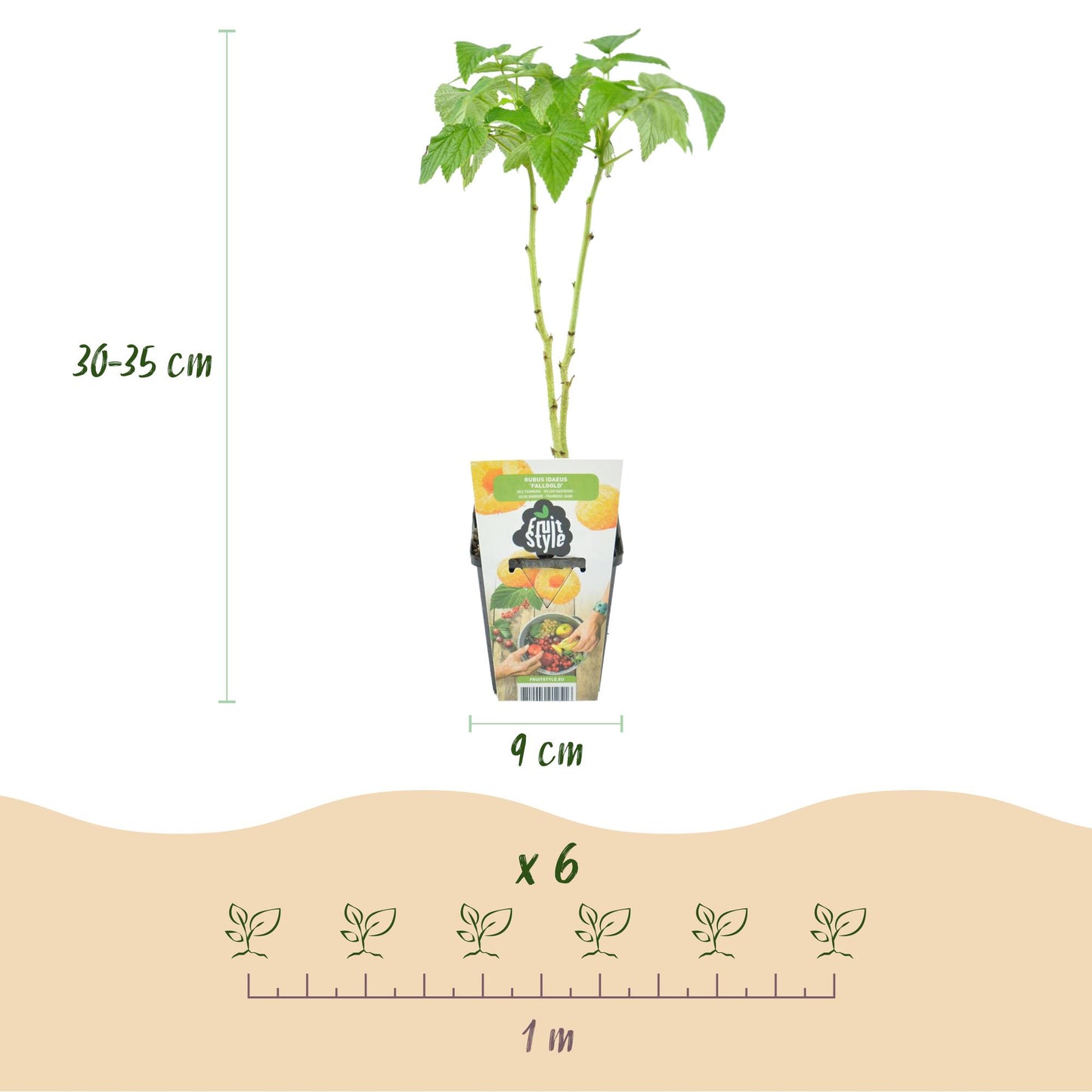 Green boutiQ - Fruitplanten - Tricolour - Rode Bes - Gele Framboos - Zwarte Braam  - Winterhard - 3 Planten - Pot  9cm