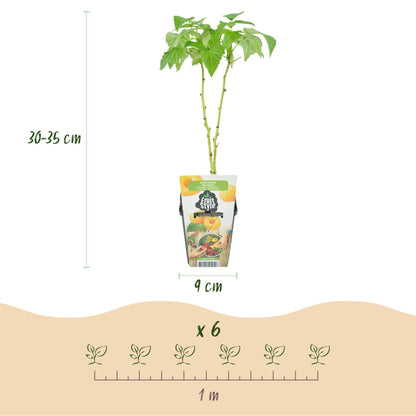 Green boutiQ - Fruitplanten - Tricolour - Rode Bes - Gele Framboos - Zwarte Braam  - Winterhard - 3 Planten - Pot  9cm