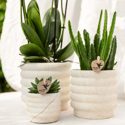 Kolibri Company Slow Living Gift Set Small met orchidee en succulenten in keramische potten.