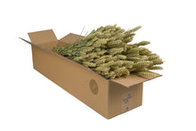 Getrocknete Weizenblüten (Triticum) – Natur – 4 Bündel – ↕60 cm