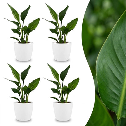 Strelitzia Reginea - Paradijsvogelbloem - 4 Planten - met Potter Wit - Pot 12cm - Hoogte - 35cm