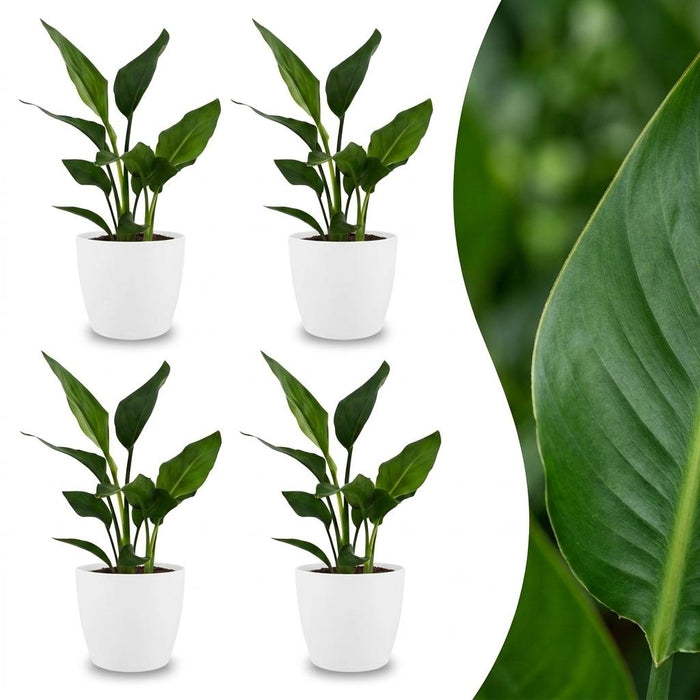 Strelitzia Reginea - Paradijsvogelbloem - 4 Planten - met Potter Wit - Pot 12cm - Hoogte - 35cm