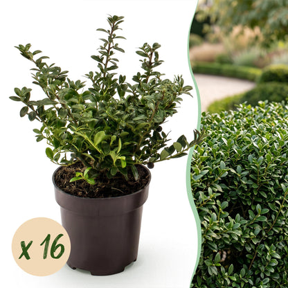 Green boutiQ - 16x Ilex crenata Stokes - Japanse Hulst - Haagplanten - Groenblijvend - Groen - Pot 9cm - Hoogte 20-30cm