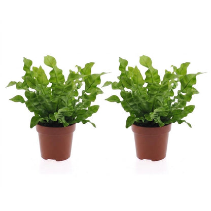 Green boutiQ - Asplenium Crispy Wave - Asplenium Crispy Wave - 2 Planten - Pot 12cm - Hoogte - 30cm