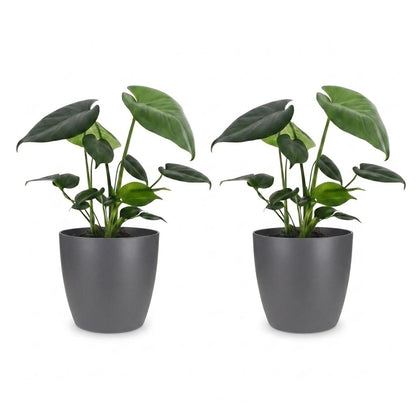 Green boutiQ - Monstera Deliciosa - Gatenplant - 2 Planten - met Potter Grijs - Pot 12cm - Hoogte 30cm