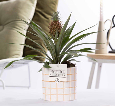 Pineapple Rosita In P&PURE Tirza Ceramics - Ø12cm - ↕35cm