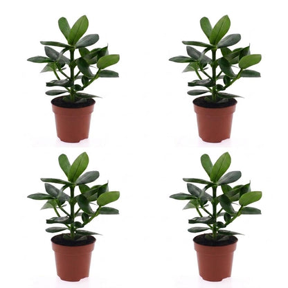Green boutiQ - Clusia Princess - Clusia - 4 Planten - Pot 12cm - Hoogte - 40cm