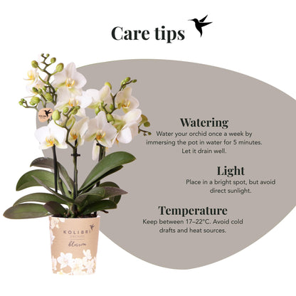 Kolibri Orchideen | Weiße Phalaenopsis-Orchidee, Topfgröße Ø 9 cm | Lausanne | Blühende Zimmerpflanze – frisch vom Züchter