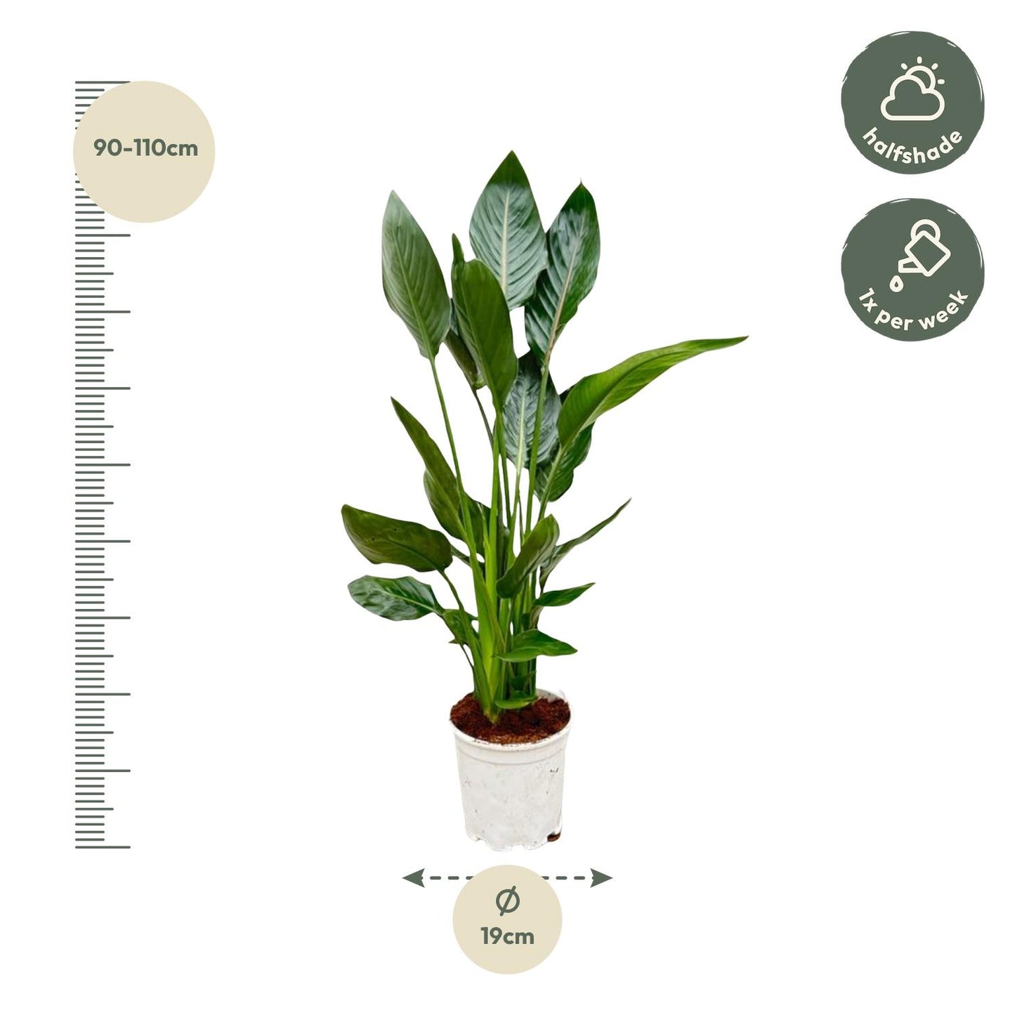 Strelitzia Reginae - 120 cm - Ø21