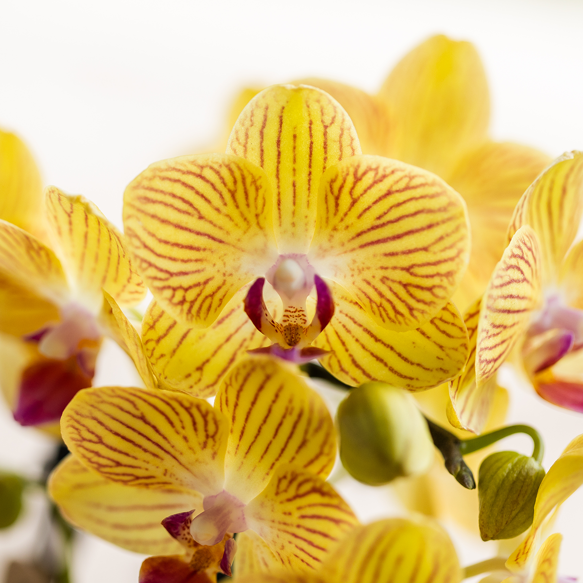 Kolibri-Orchideen | Gelbe Phalaenopsis-Orchidee – Lima – Topfgröße Ø 9 cm | Blühende Zimmerpflanze – frisch vom Züchter