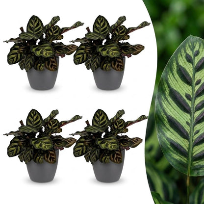 Calathea Makoyana - Pauwenplant - 4 Planten - met Potter Grijs - Pot 12cm - Hoogte - 25cm