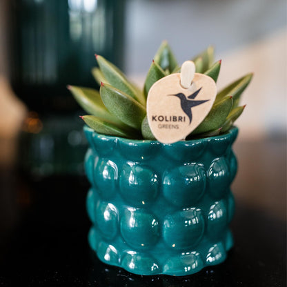 Kolibri Greens | Groene plant - Succulent Echeveria Miranda potmaat Ø6cm | groene kamerplant - vers van de kweker