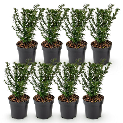 Green boutiQ - 8x Taxus baccata - Venijnboom - Haagplanten - Groenblijvend - Groen - Pot 9cm - Hoogte 20-30cm