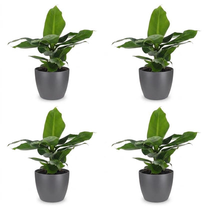 Green boutiQ - Musa Oriental Dwarf - Dwergbanaan - 4 Planten - met Potter Grijs - Pot 12cm - Hoogte 30cm