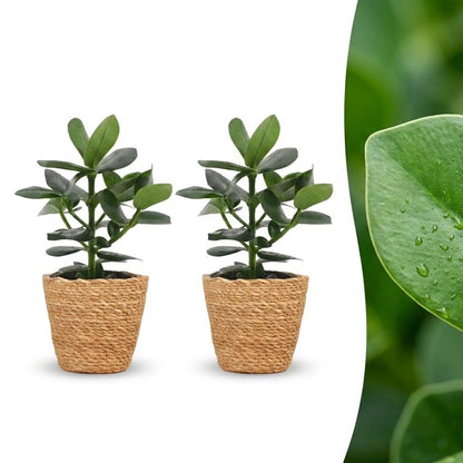 Green boutiQ - Clusia Princess - Clusia - 2 Planten - met Mand - Pot 12cm - Hoogte - 40cm