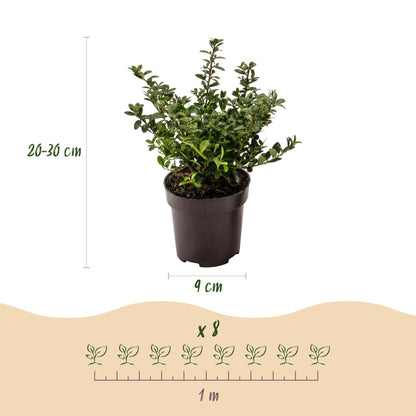 Green boutiQ - 16x Ilex crenata Stokes - Japanse Hulst - Haagplanten - Groenblijvend - Groen - Pot 9cm - Hoogte 20-30cm