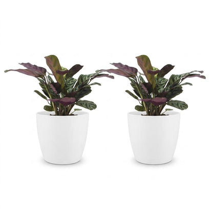 Green boutiQ - Ctenanthe Burle Marxii - Visgraatplant - 2 Planten - met Potter Wit - Pot 12cm - Hoogte - 30cm