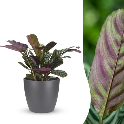 Green boutiQ - Ctenanthe Burle Marxii - Visgraatplant - 1 Plant - met Potter Grijs - Pot 12cm - Hoogte - 30cm