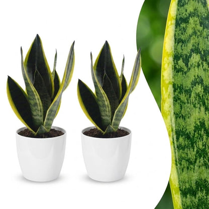 Green boutiQ - Sansevieria Future Superb - Vrouwentong - 2 Planten - met Potter Wit - Pot 12cm - Hoogte - 35cm
