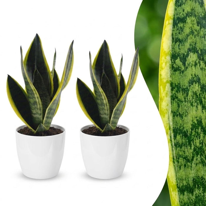 Green boutiQ - Sansevieria Future Superb - Vrouwentong - 2 Planten - met Potter Wit - Pot 12cm - Hoogte - 35cm