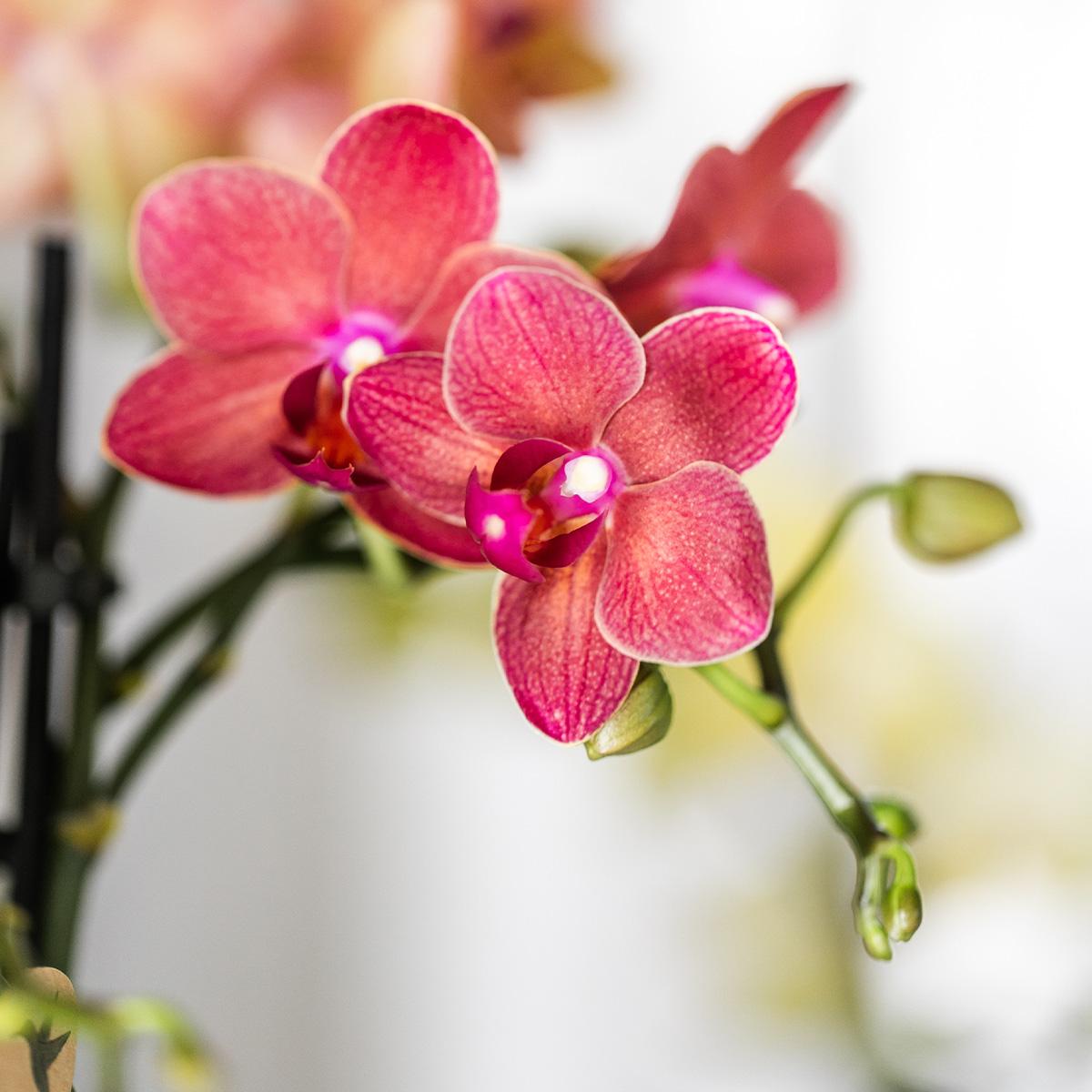 Kolibri-Orchideen | Rote Phalaenopsis-Orchidee, Topfgröße Ø 9 cm | Kongo | Blühende Zimmerpflanze – frisch vom Züchter
