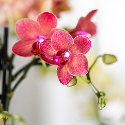 Kolibri-Orchideen | Rote Phalaenopsis-Orchidee, Topfgröße Ø 9 cm | Kongo | Blühende Zimmerpflanze – frisch vom Züchter