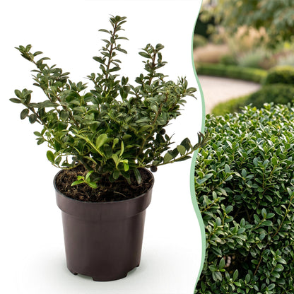 Green boutiQ - 16x Ilex crenata Stokes - Japanse Hulst - Haagplanten - Groenblijvend - Groen - Pot 9cm - Hoogte 20-30cm