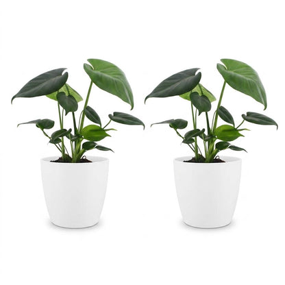 Green boutiQ - Monstera Deliciosa - Gatenplant - 2 Planten - met Potter Wit - Pot 12cm - Hoogte - 30cm