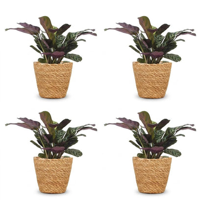 Green boutiQ - Ctenanthe Burle Marxii - Visgraatplant - 4 Planten - met Mand - Pot 12cm - Hoogte 30cm