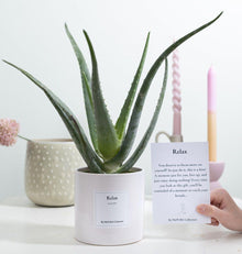 Aloe Vera Gift "Relax" WITH GREETING CARD! - Ø12cm - ↕40cm