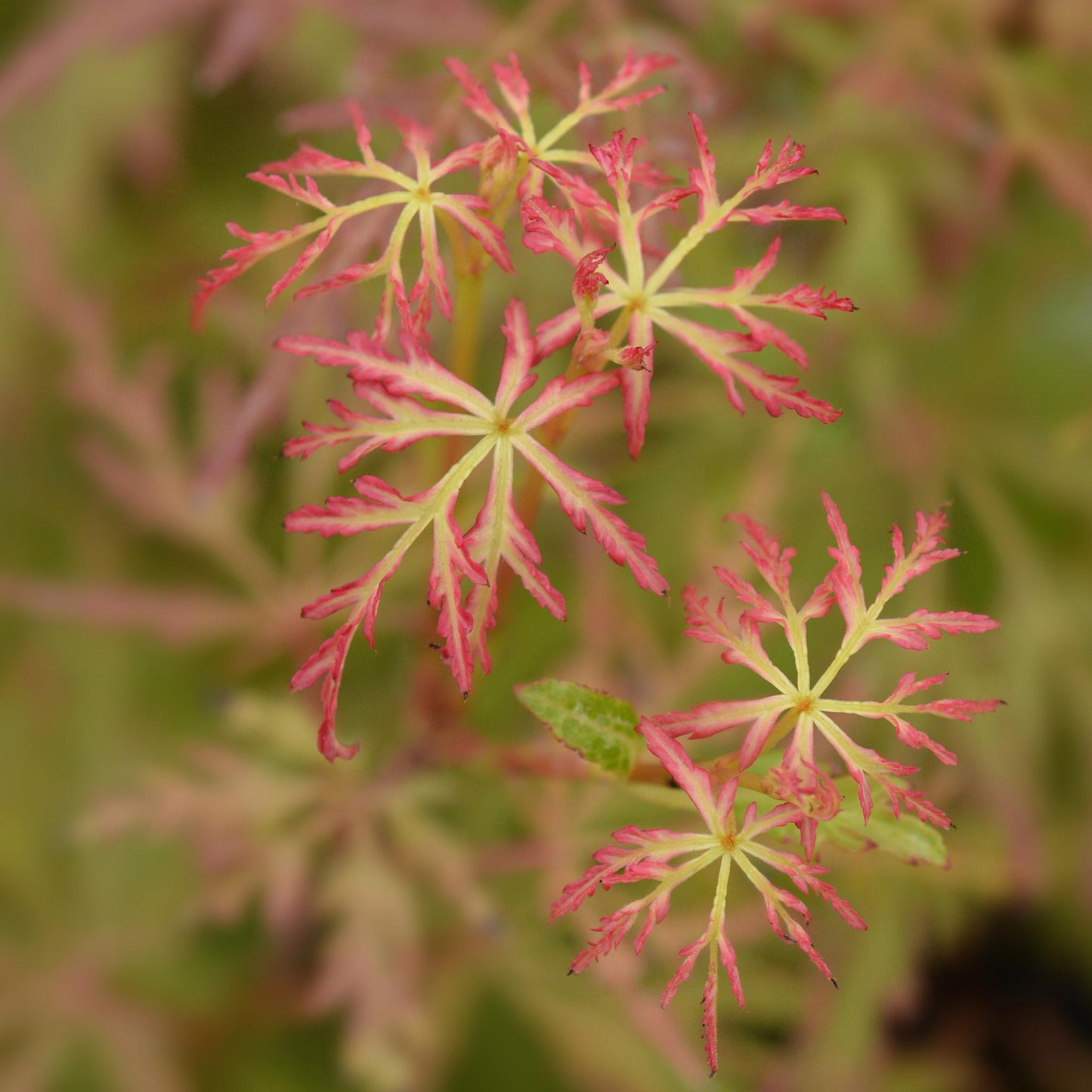 Green boutiQ - Tuinplant - Acer palmatum Seiryu - Groen 1 Plant - Bladverliezend - Weinig Onderhoud  - Pot 12cm Hoogte 35cm