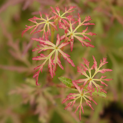 Green boutiQ - Tuinplant - Acer palmatum Seiryu - Groen 1 Plant - Bladverliezend - Weinig Onderhoud  - Pot 12cm Hoogte 35cm