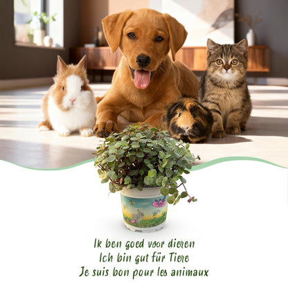 Green boutiQ - Kamerplant - Calissia repens - Kattengras - Huisdiervriendelijk - Groen - 4 Planten - Pot 12cm - Hoogte 17-20cm