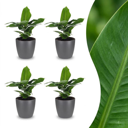 Green boutiQ - Musa Oriental Dwarf - Dwergbanaan - 4 Planten - met Potter Grijs - Pot 12cm - Hoogte 30cm